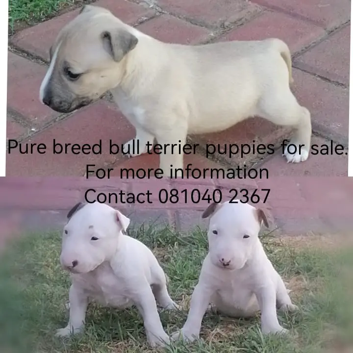 Bull Terrier Puppies in East Rand (22/01/2023)