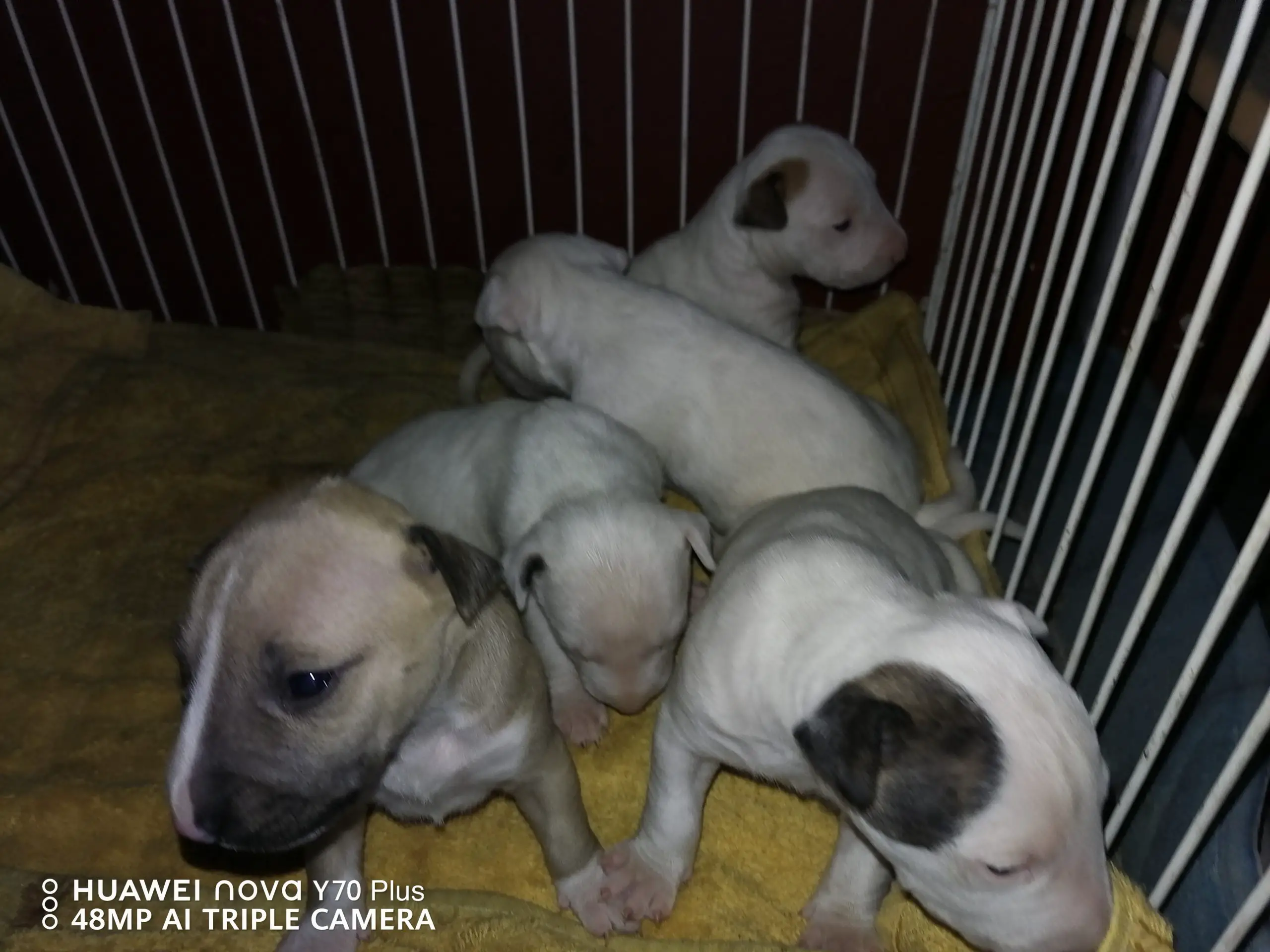 Bull Terrier Puppies in East Rand (15/01/2023)