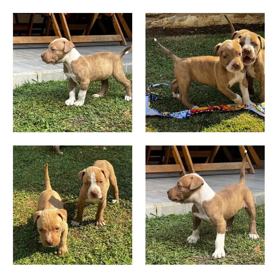 Pitbull Puppies in Johannesburg (11/01/2023)