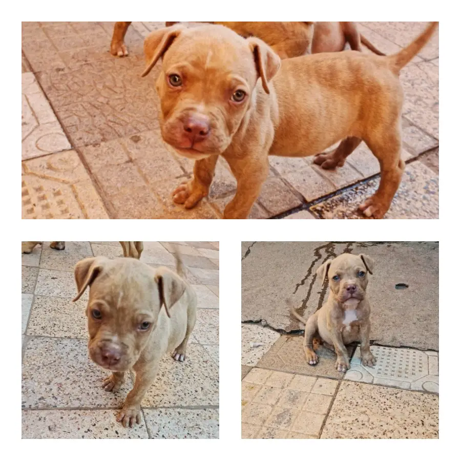 Pitbull Puppies in Johannesburg (25/01/2023)