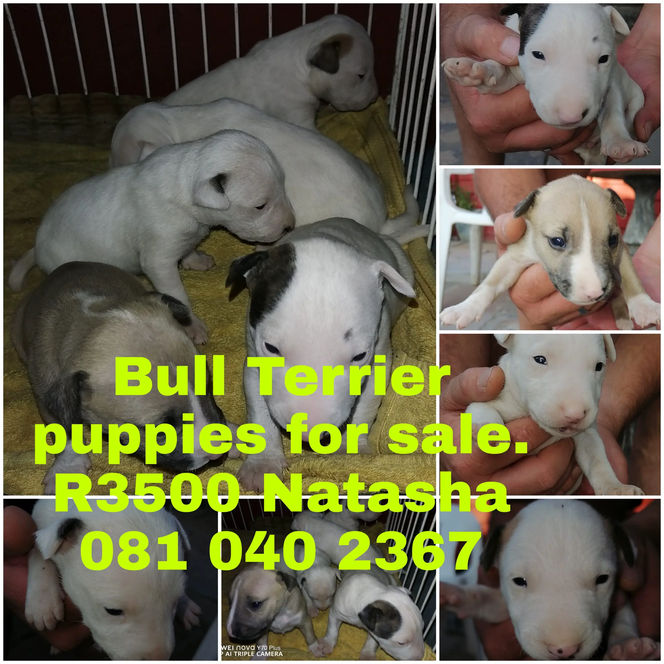 Bull Terrier Puppies in East Rand (17/01/2023)