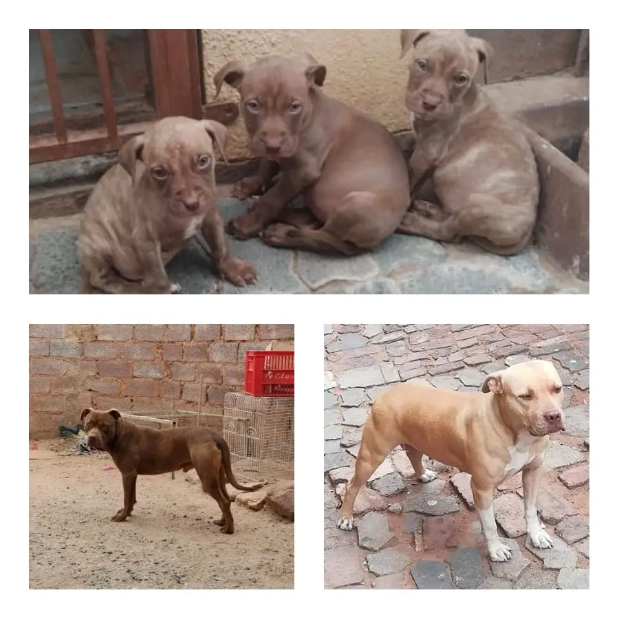 Pitbull Puppies in Johannesburg (10/01/2023)