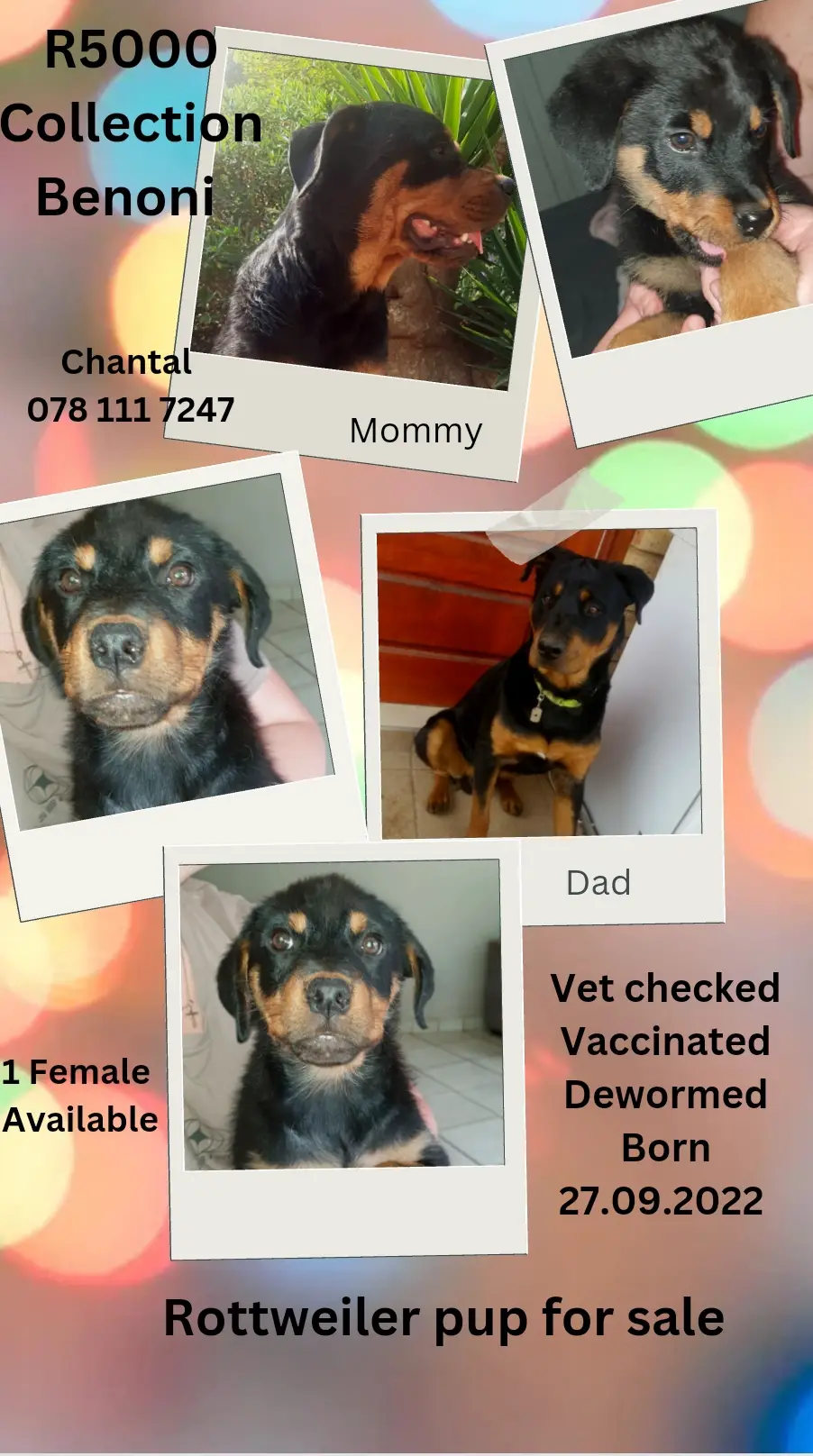 Rottweiler Puppies in East Rand (05/01/2023)