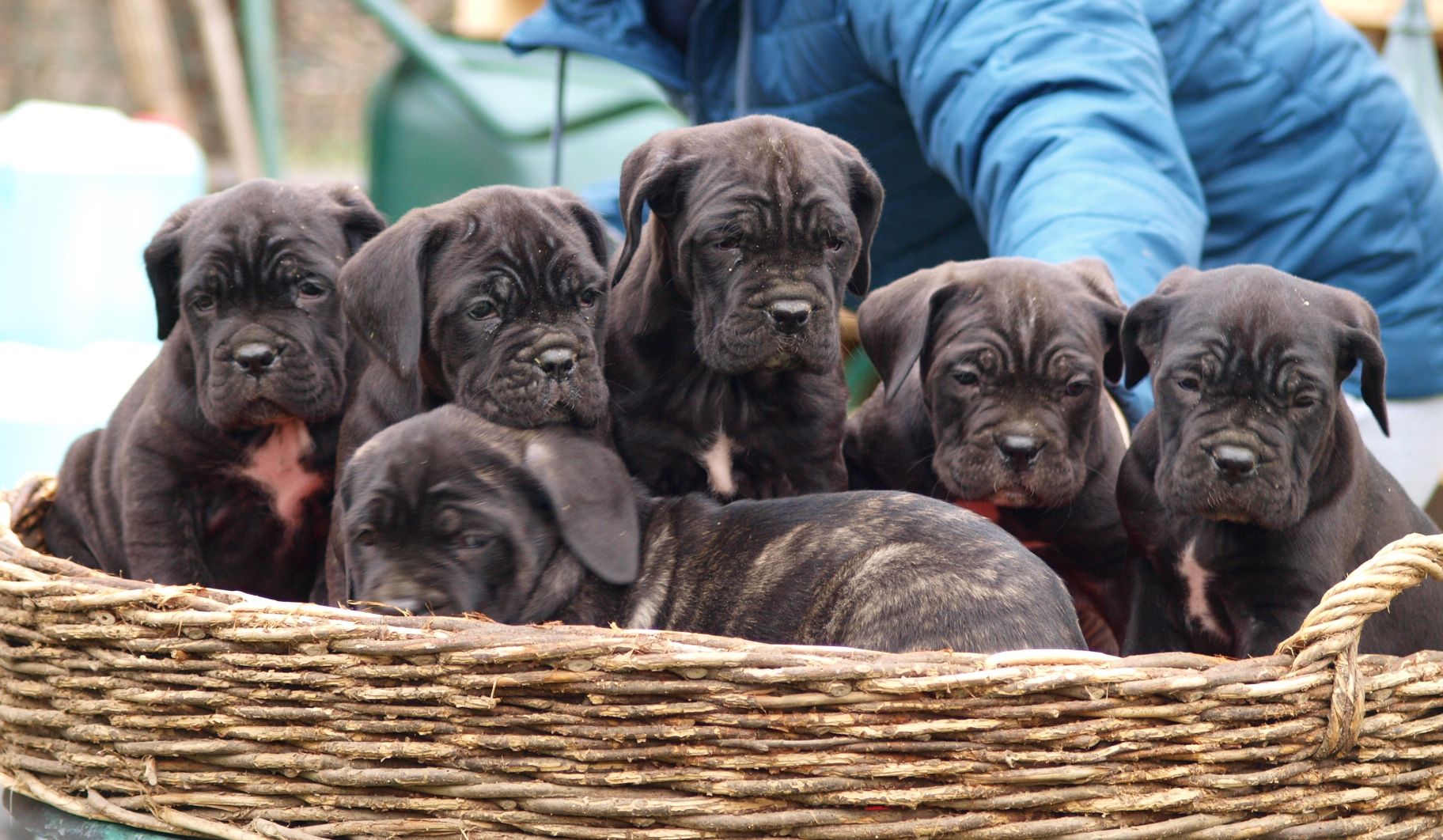 Cane Corso Puppies in Johannesburg (27/01/2023)