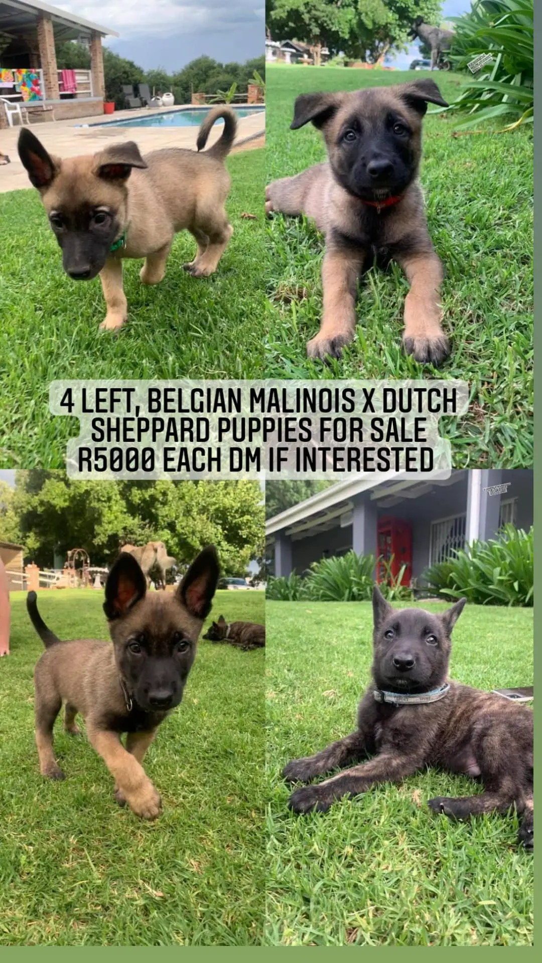 Belgian Malinois Puppies in Pretoria (04/01/2023)