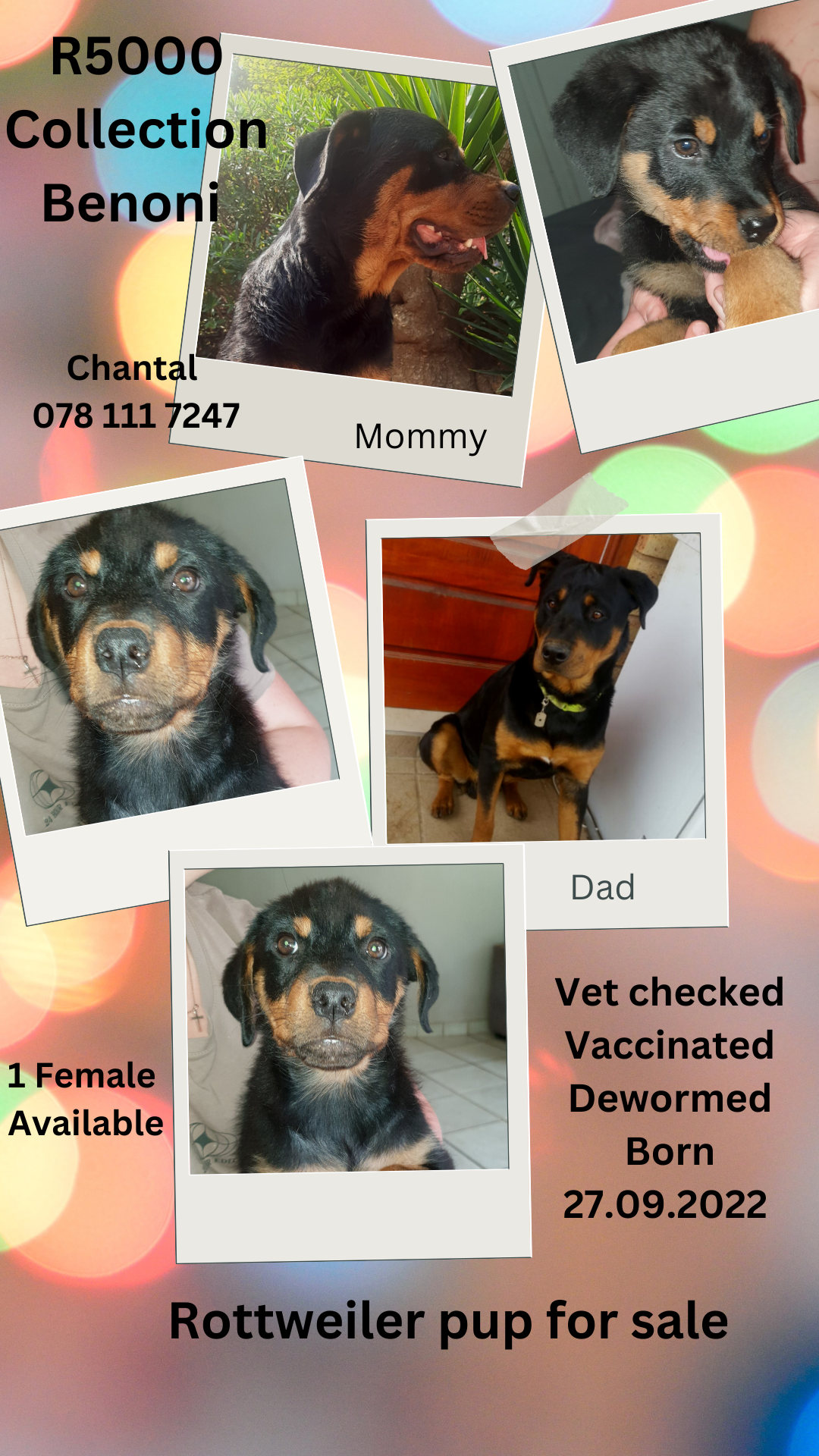 Rottweiler Puppies in East Rand (22/01/2023)