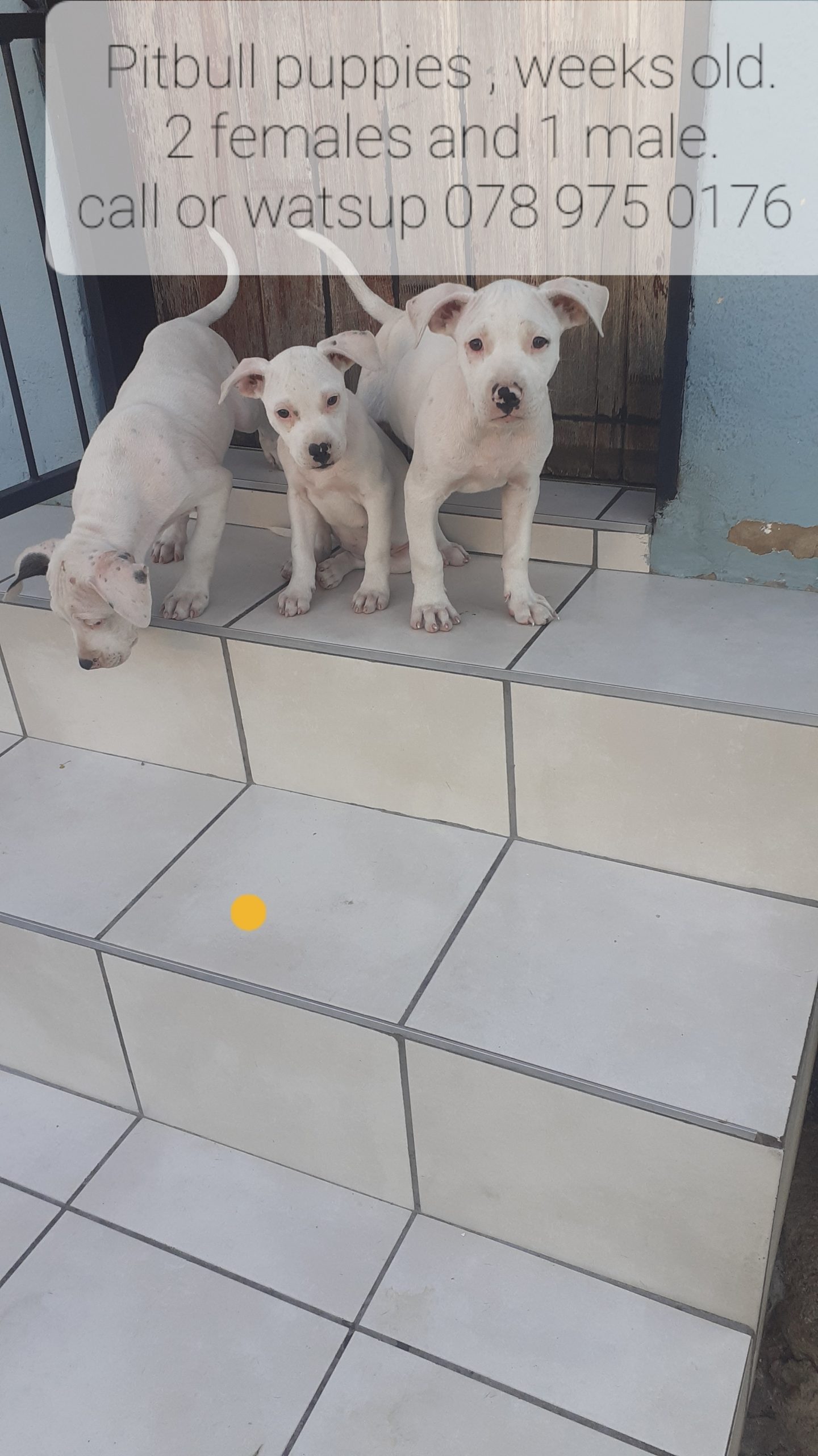 Pitbull Puppies in Johannesburg (06/02/2023)