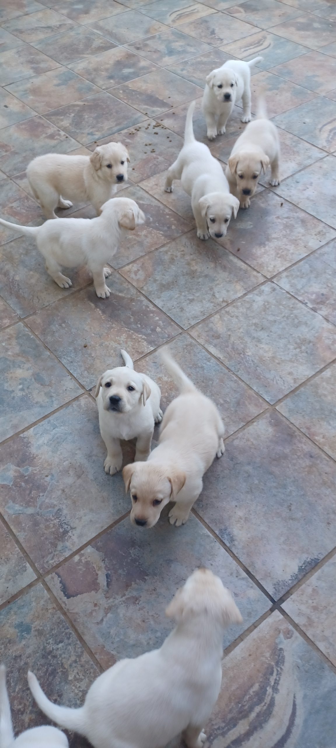 Labrador Puppies in Pretoria (27/02/2023)