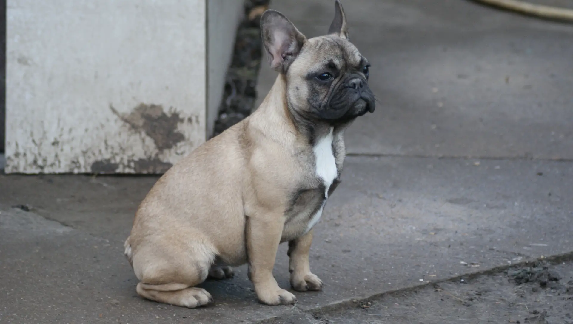 French Bulldog Puppies in Johannesburg (04/02/2023)