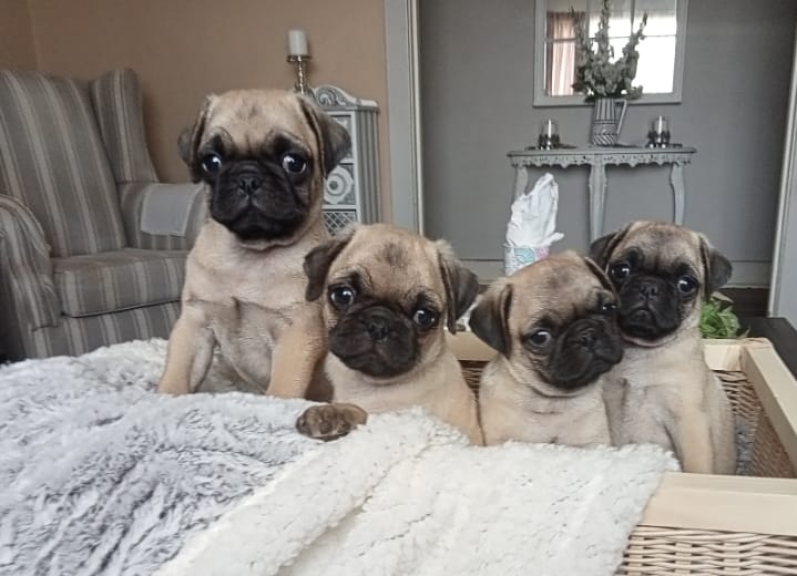 Pug Puppies in Other (15/02/2023)