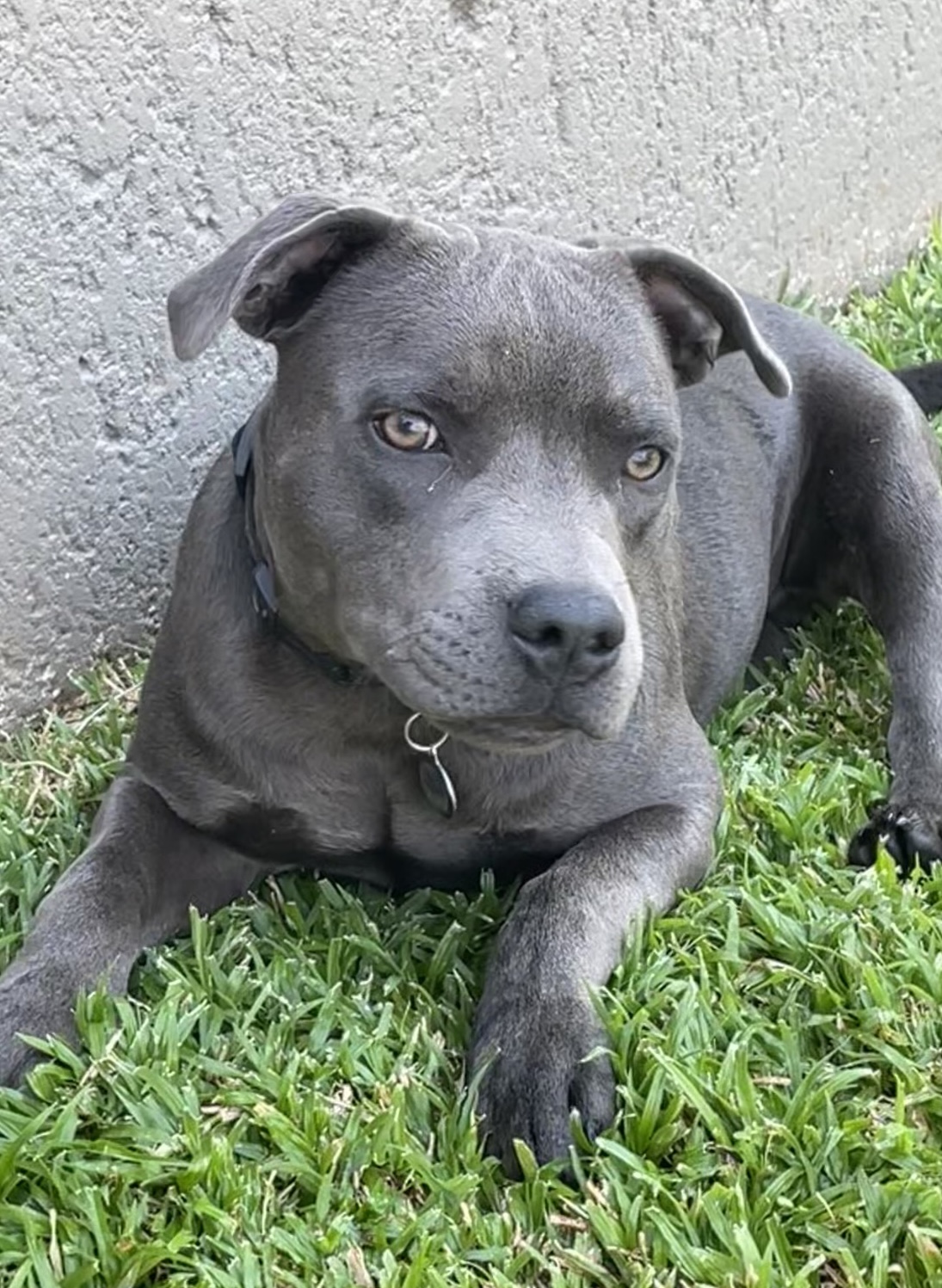 Staffie Puppies in Mpumalanga (10/02/2023)