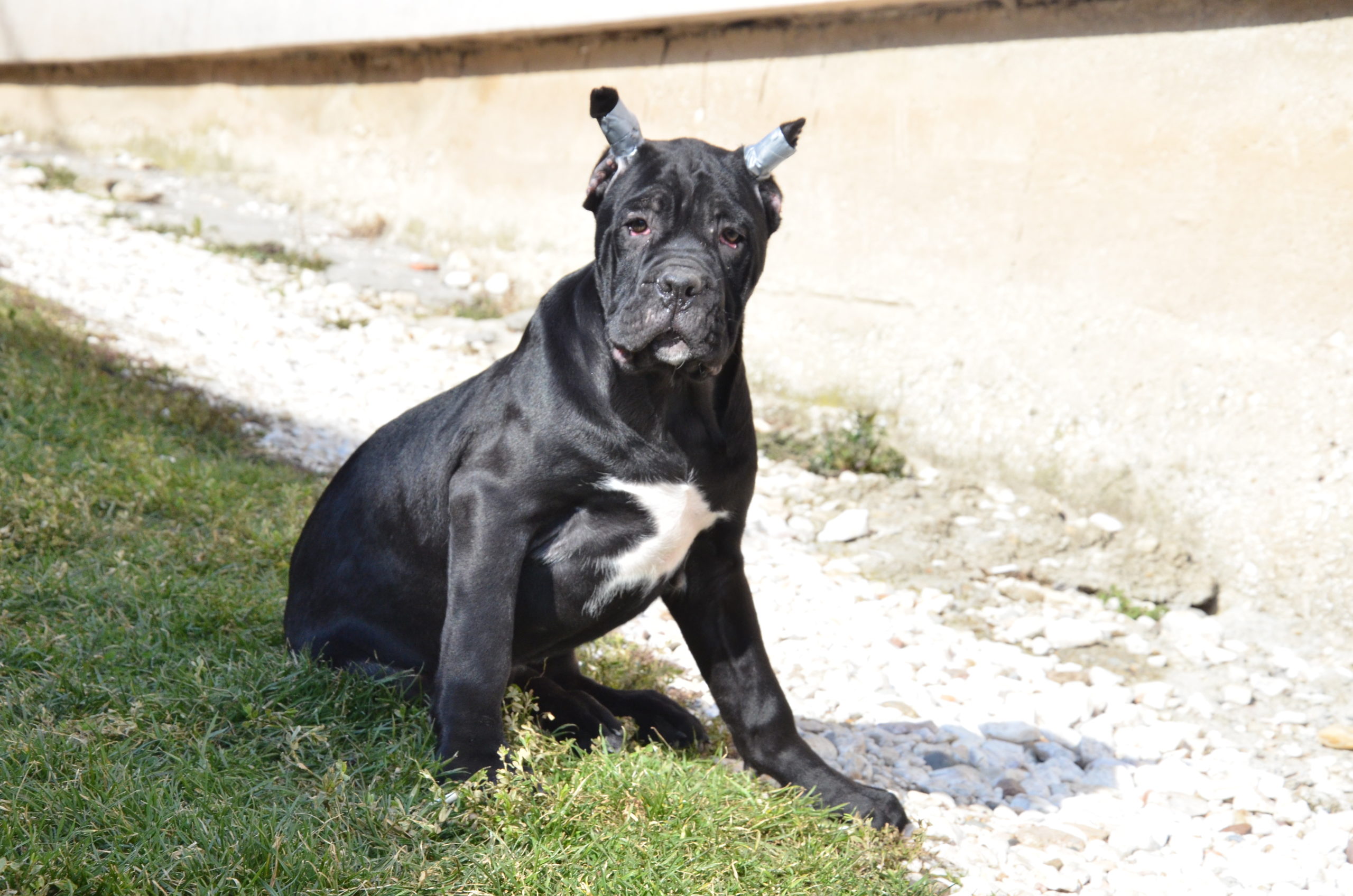 Cane Corso Puppies in Other (28/02/2023)