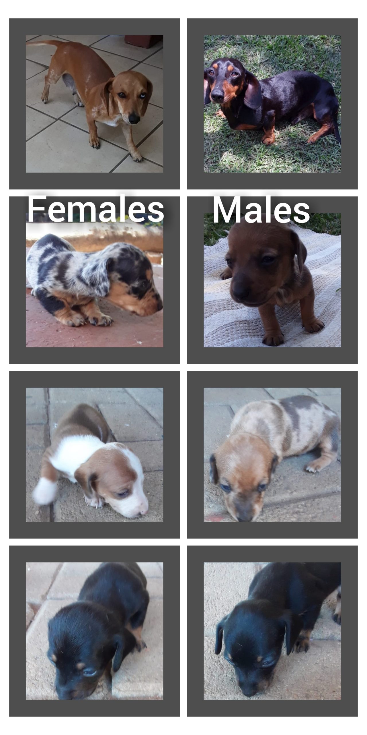 Dachshund Puppies in Pretoria (04/02/2023)