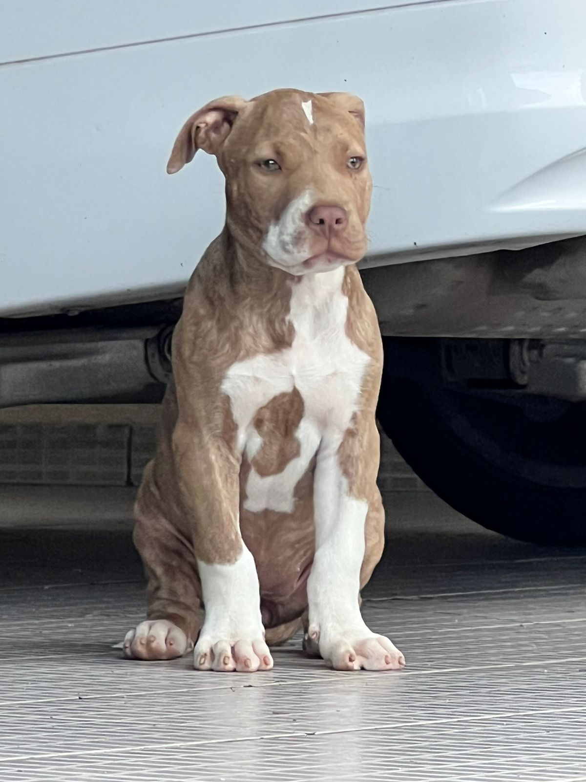 Pitbull Puppies in Johannesburg (05/02/2023)