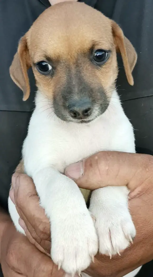 Jack Russell Puppies in East Rand (10/02/2023)