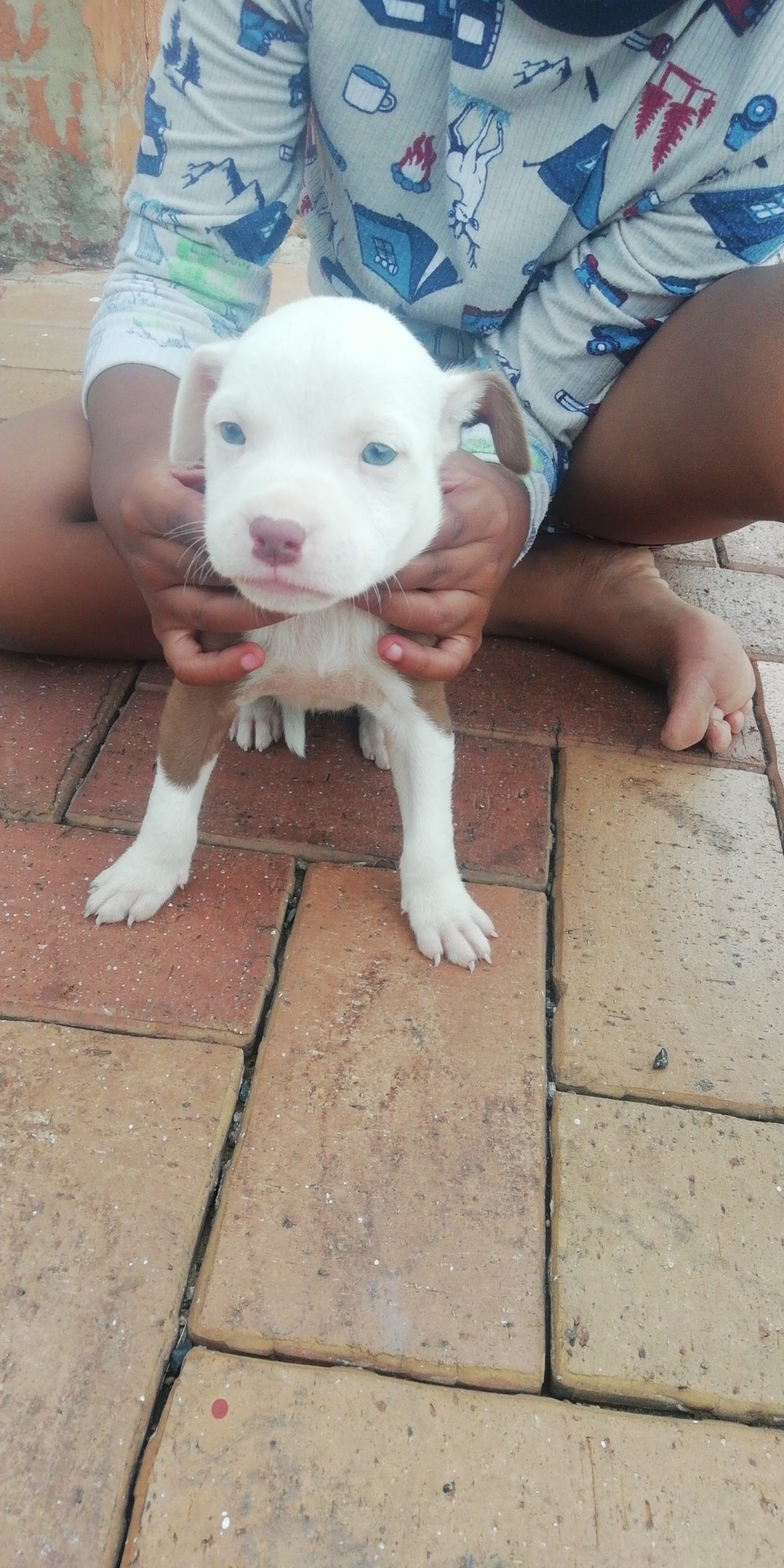 Pitbull Puppies in Johannesburg (09/02/2023)