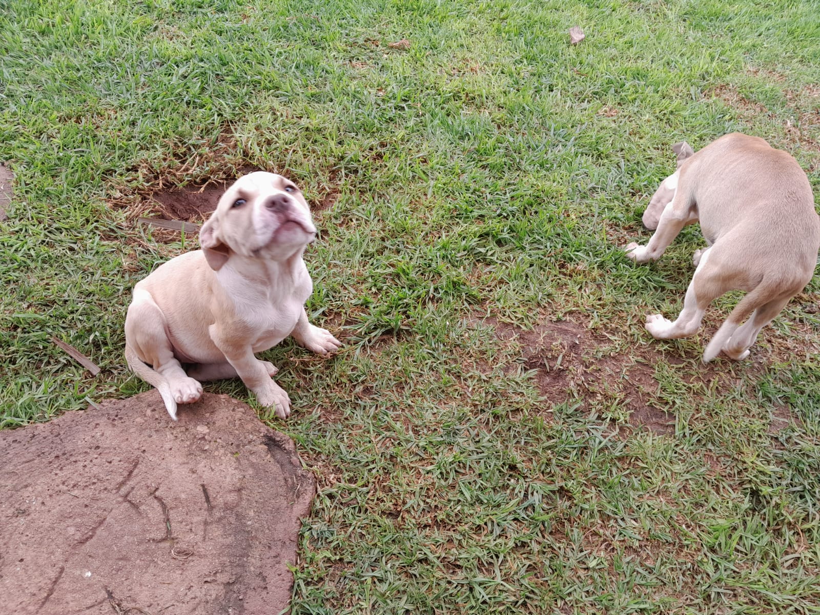 Pitbull Puppies in Johannesburg (23/02/2023)
