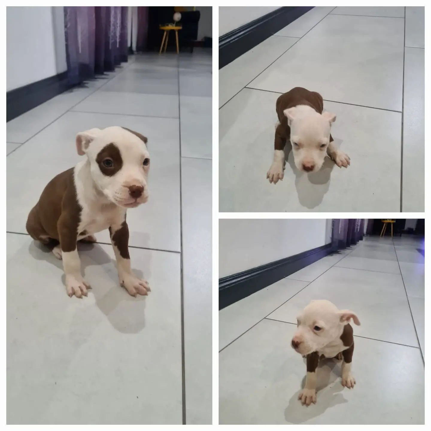 Pitbull Puppies in Johannesburg (23/02/2023)