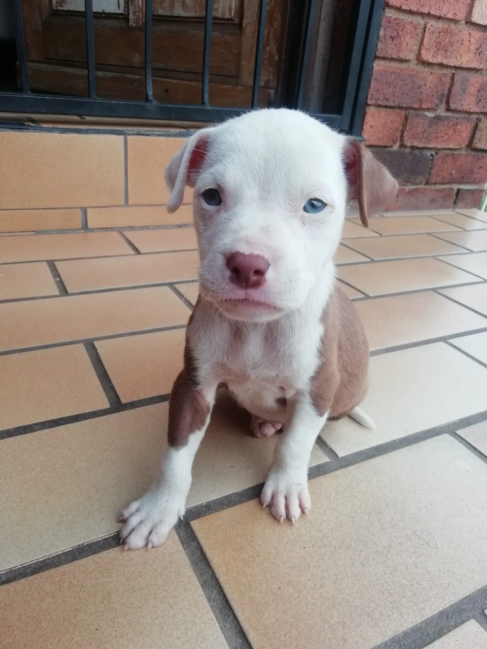 Pitbull Puppies in Johannesburg (14/02/2023)