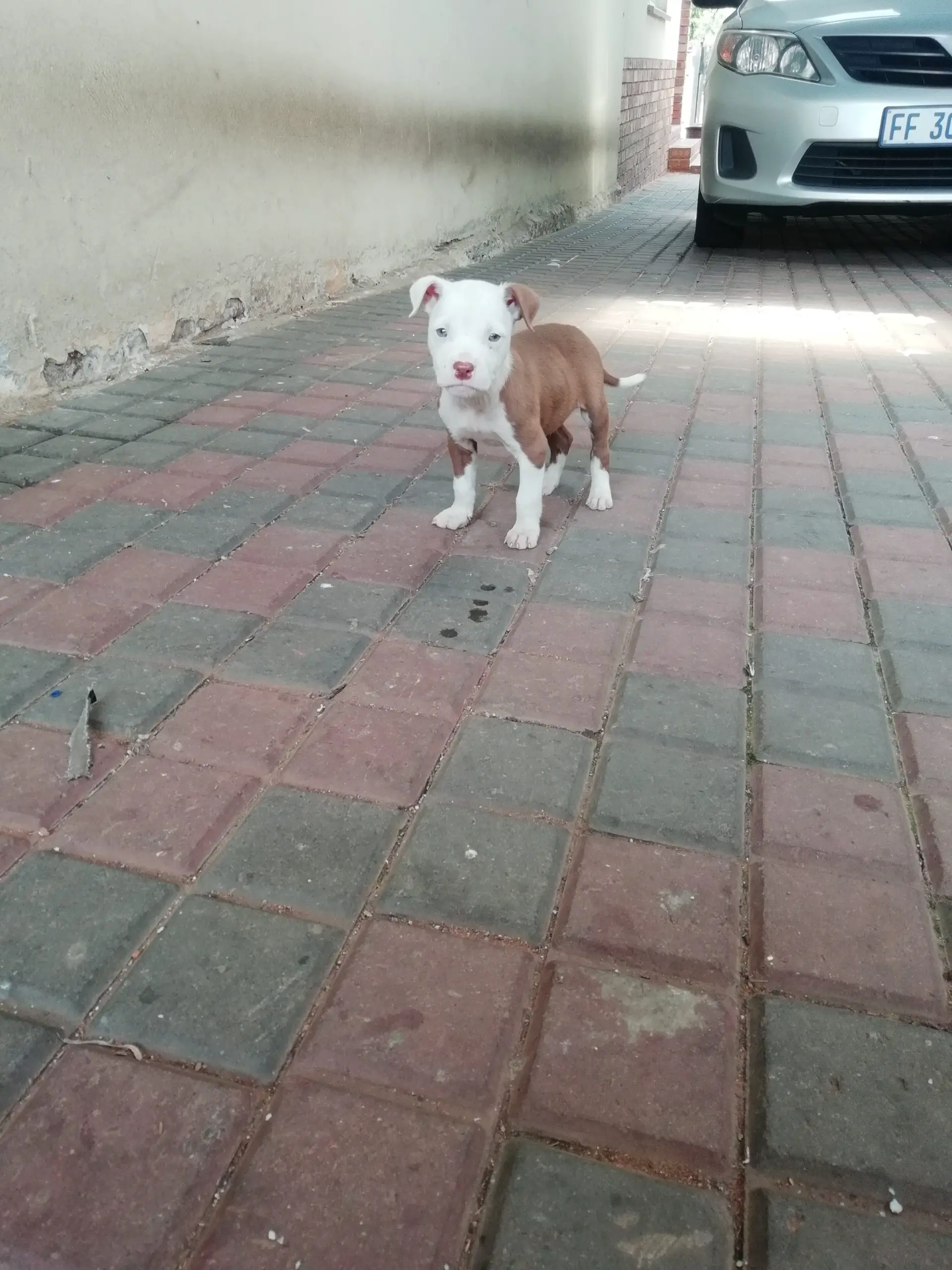 Pitbull Puppies in Johannesburg (20/02/2023)