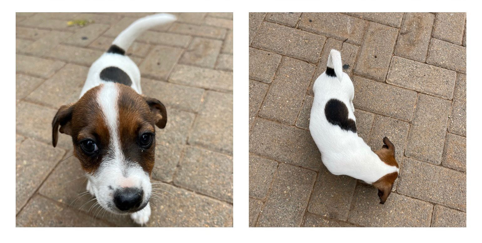 Jack Russell Puppies in Johannesburg (15/02/2023)