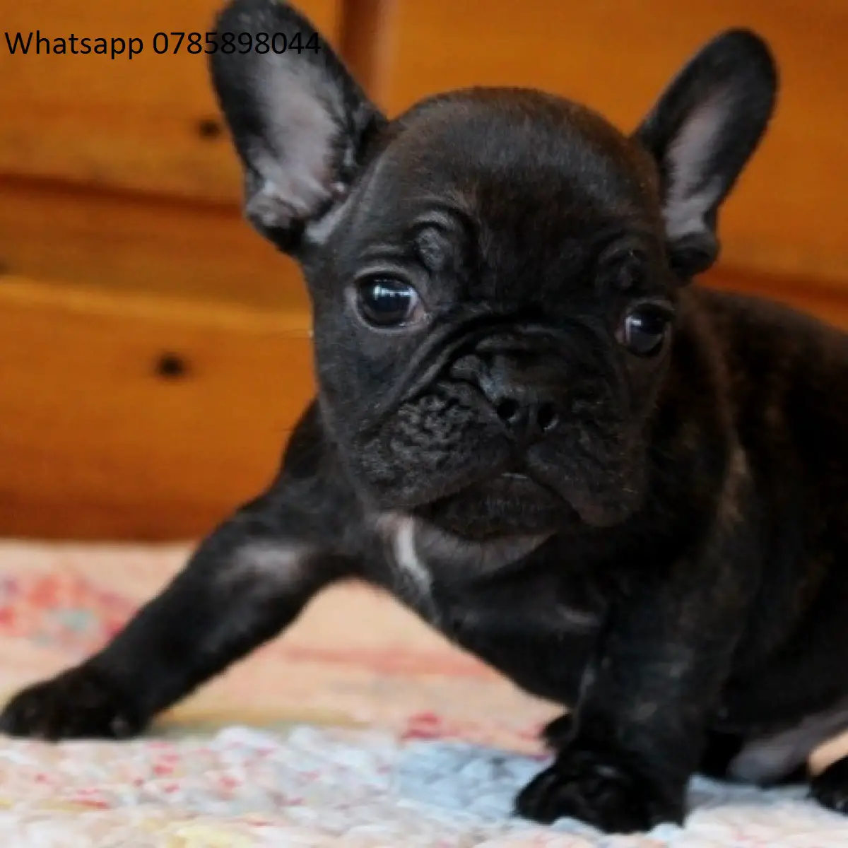 French Bulldog Puppies in Cape Town (14/02/2023)