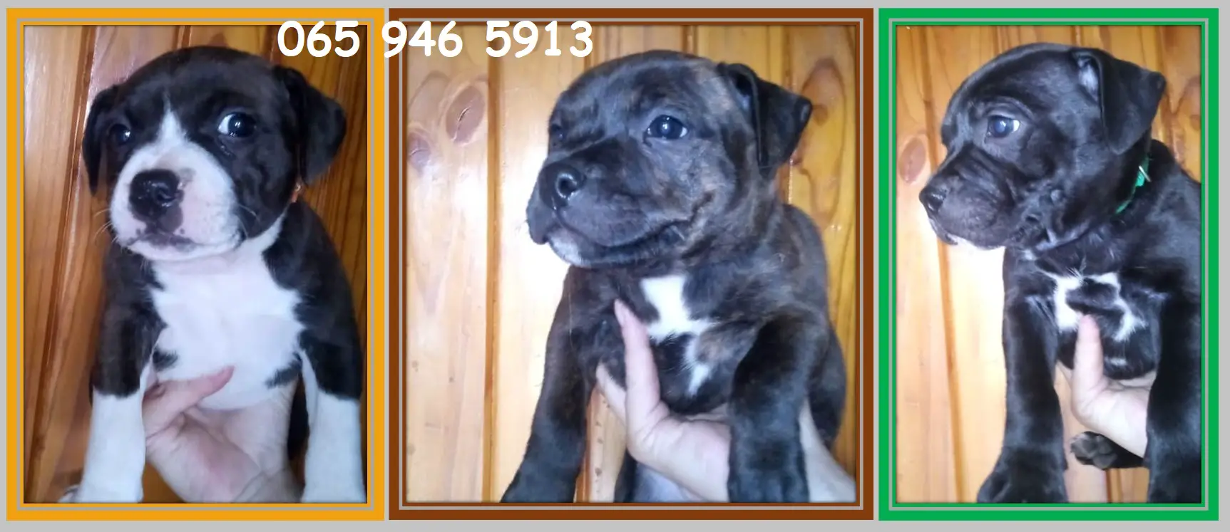 Staffie Puppies in East Rand (08/02/2023)