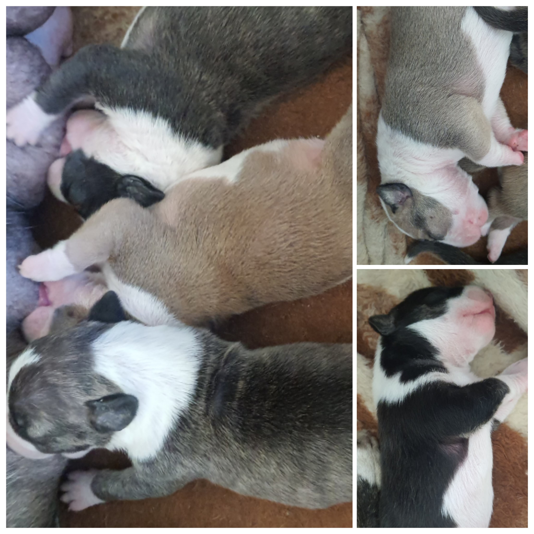 Bull Terrier Puppies in Cape Town (01/03/2023)