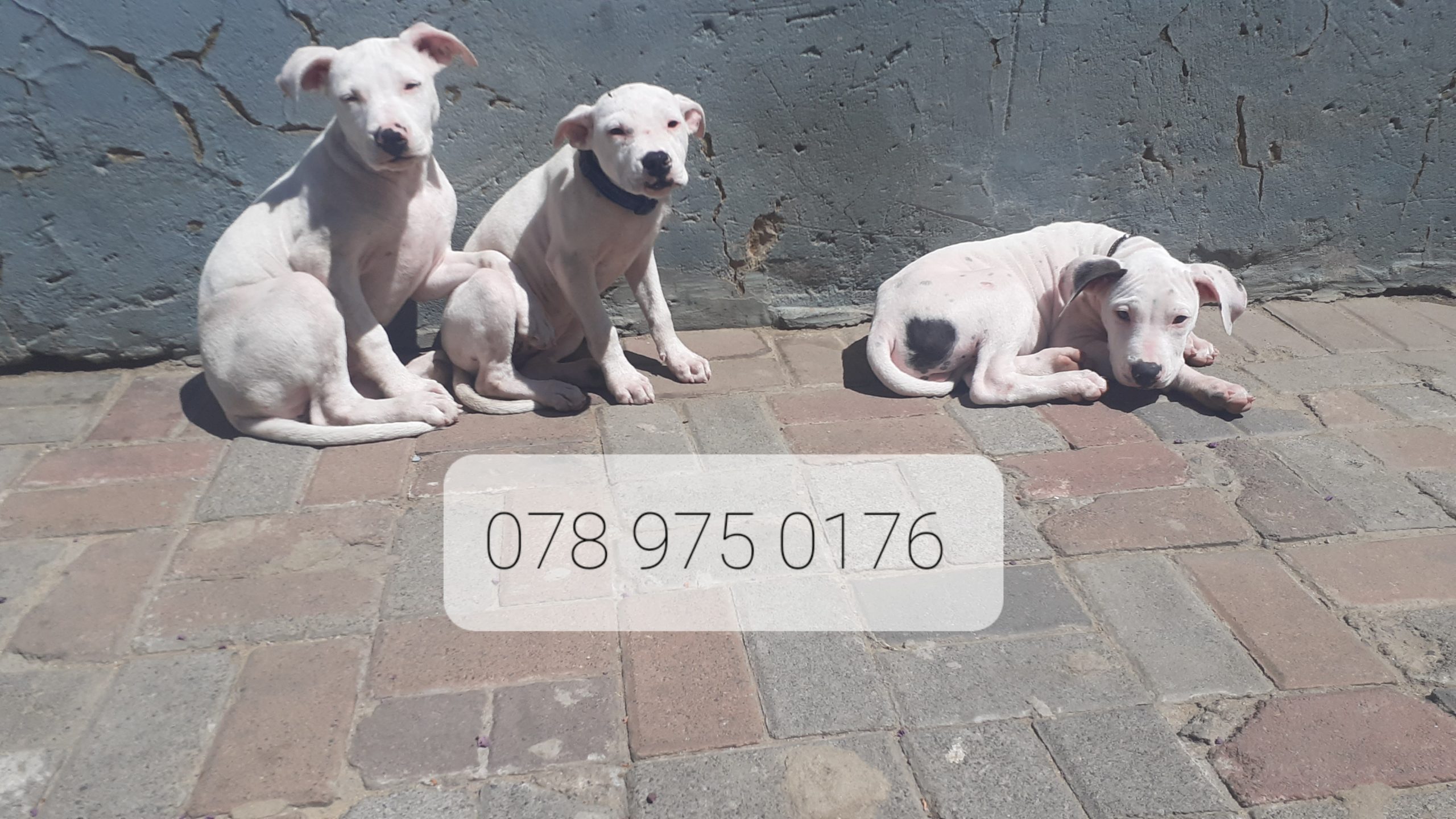 Pitbull Puppies in Johannesburg (11/03/2023)