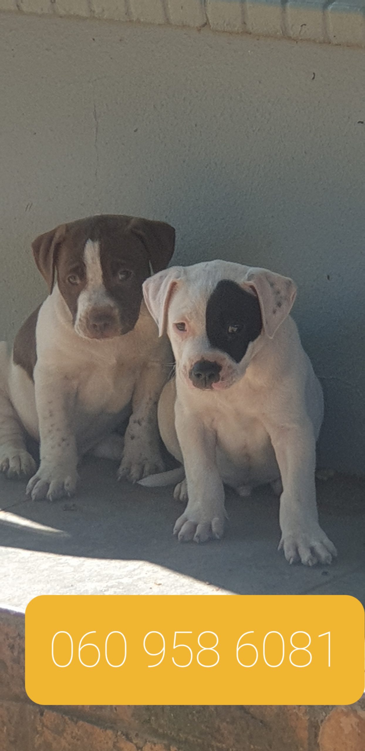 Pitbull Puppies in Johannesburg (12/03/2023)