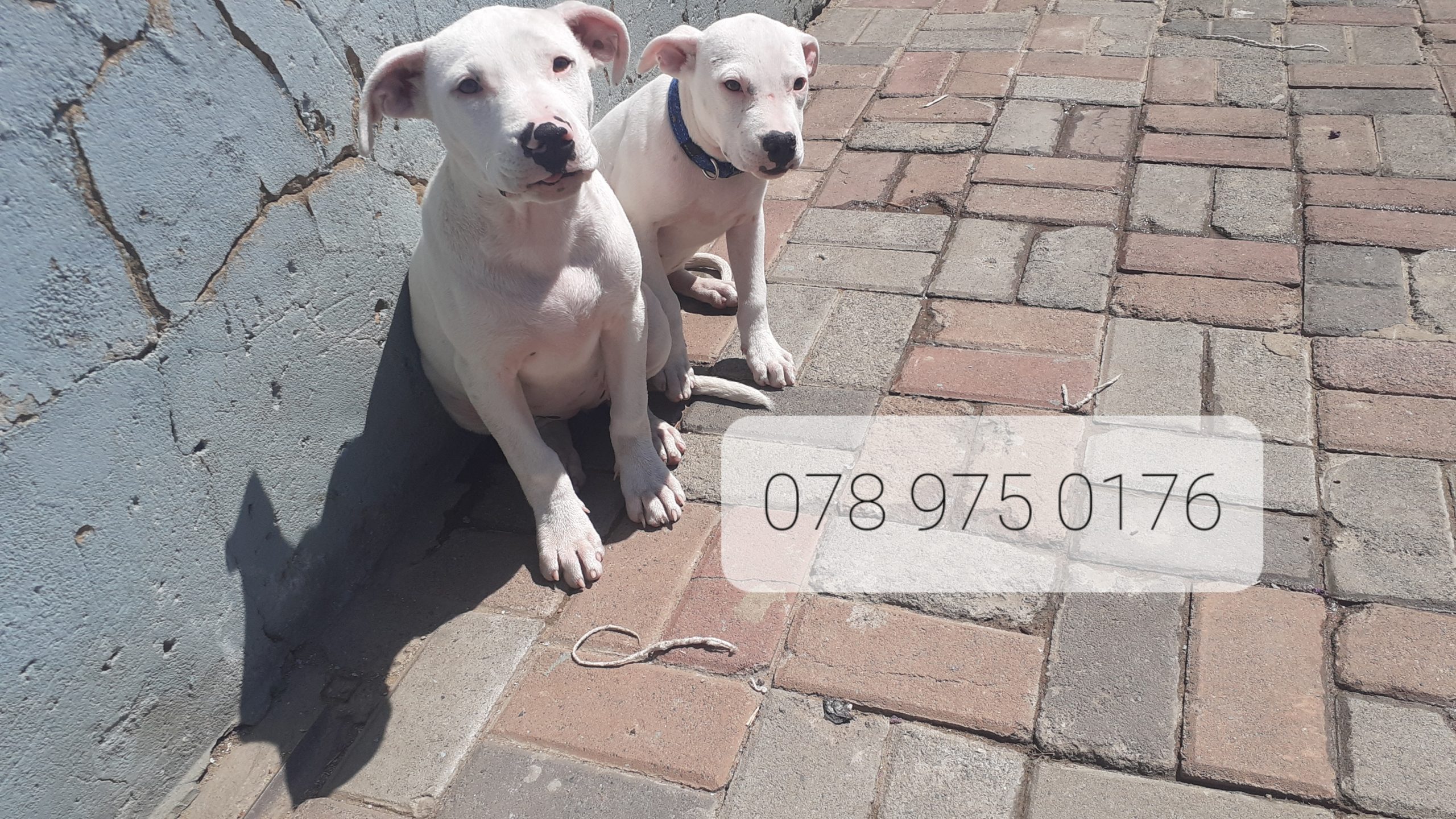 Pitbull Puppies in Johannesburg (19/03/2023)