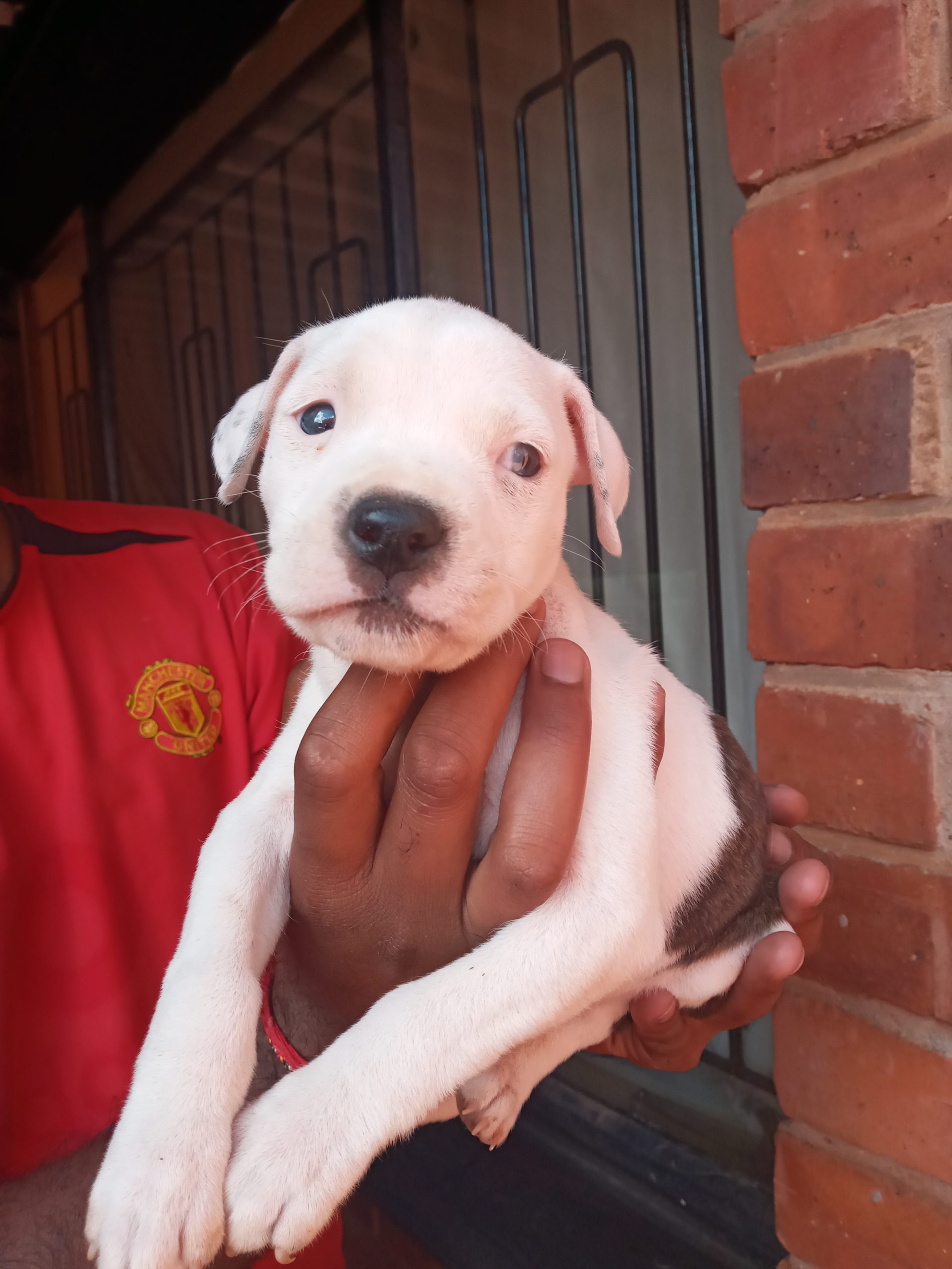 Pitbull Puppies in East Rand (27/03/2023)