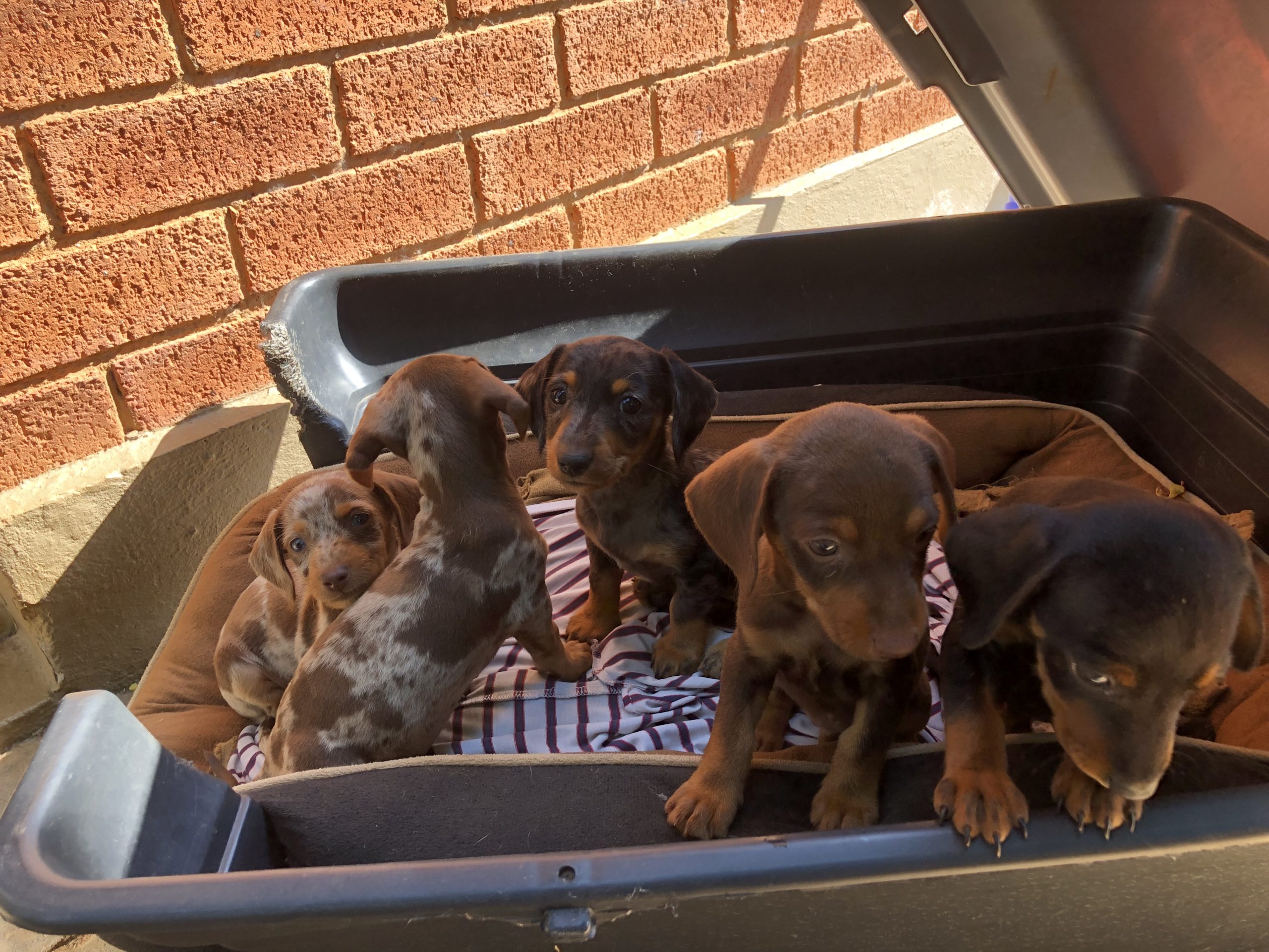 Dachshund Puppies in Pretoria (30/03/2023)