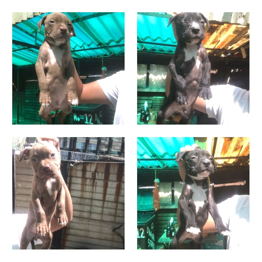 Pitbull Puppies in Johannesburg (30/03/2023)