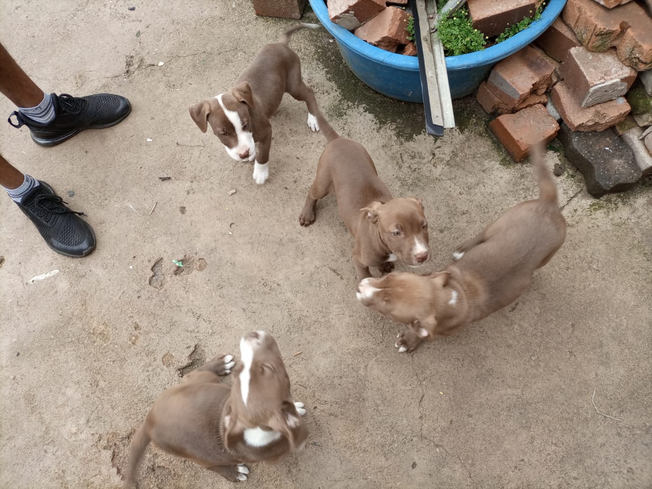 Pitbull Puppies in Johannesburg (07/03/2023)