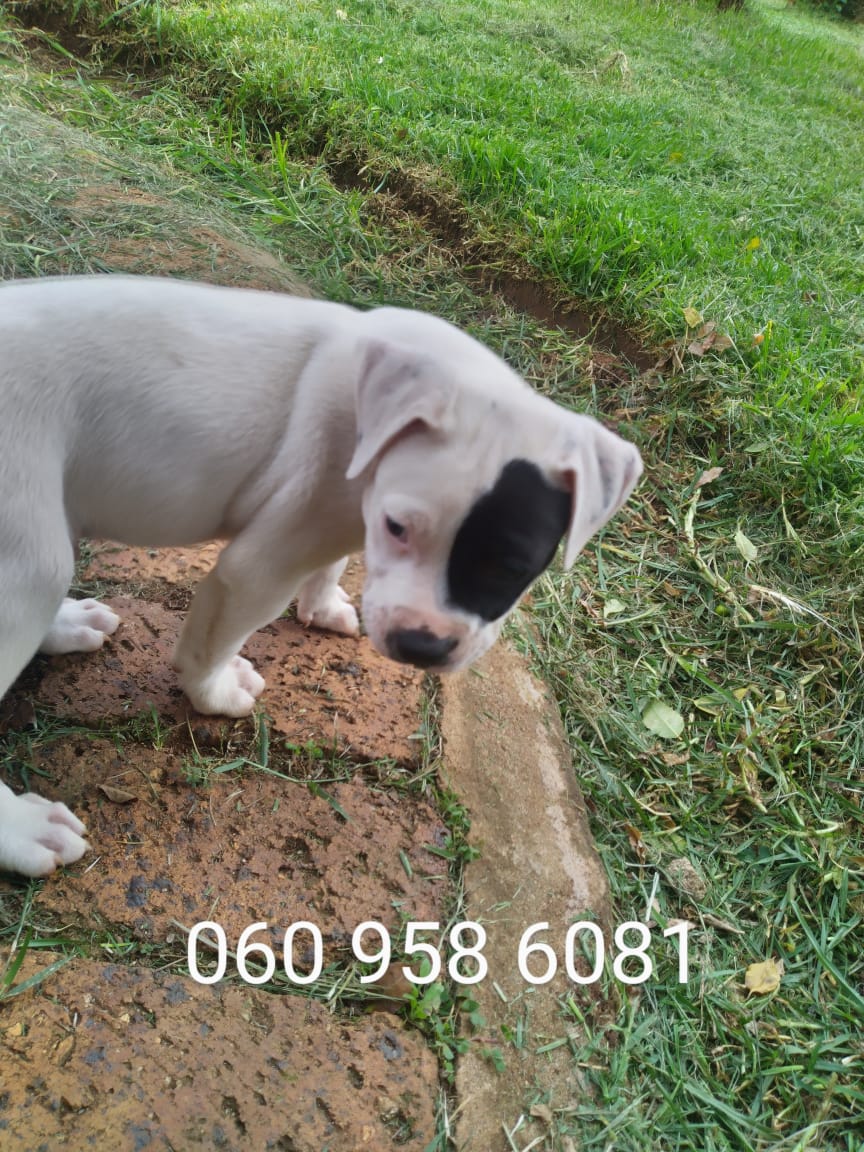 Pitbull Puppies in East Rand (07/03/2023)