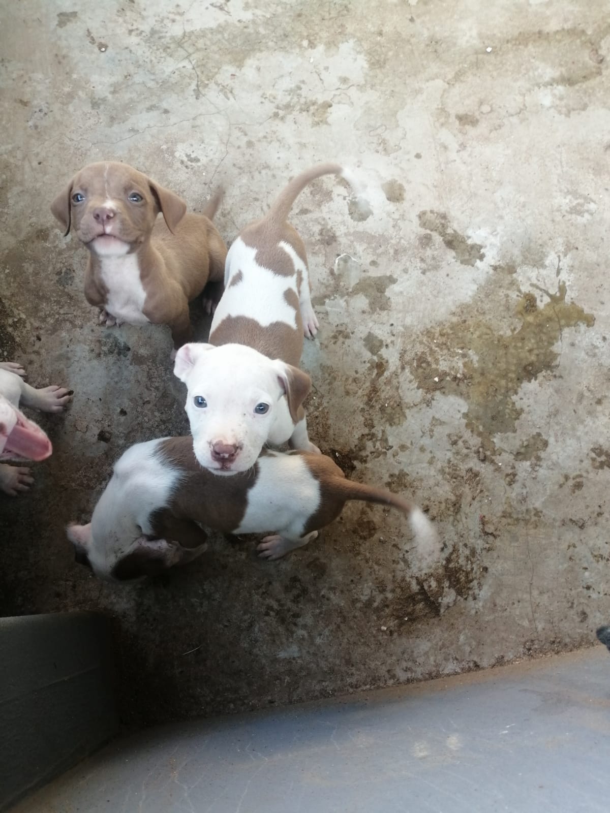 Pitbull Puppies in Johannesburg (15/03/2023)
