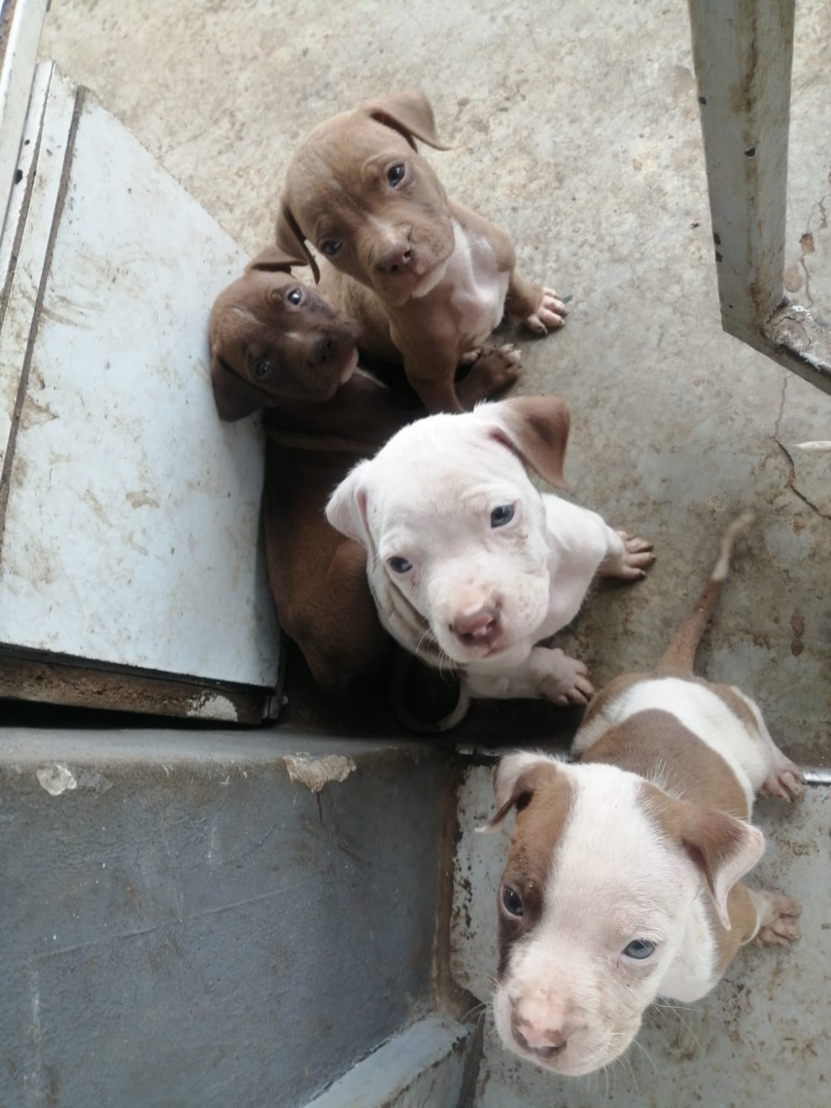 Pitbull Puppies in Johannesburg (18/03/2023)