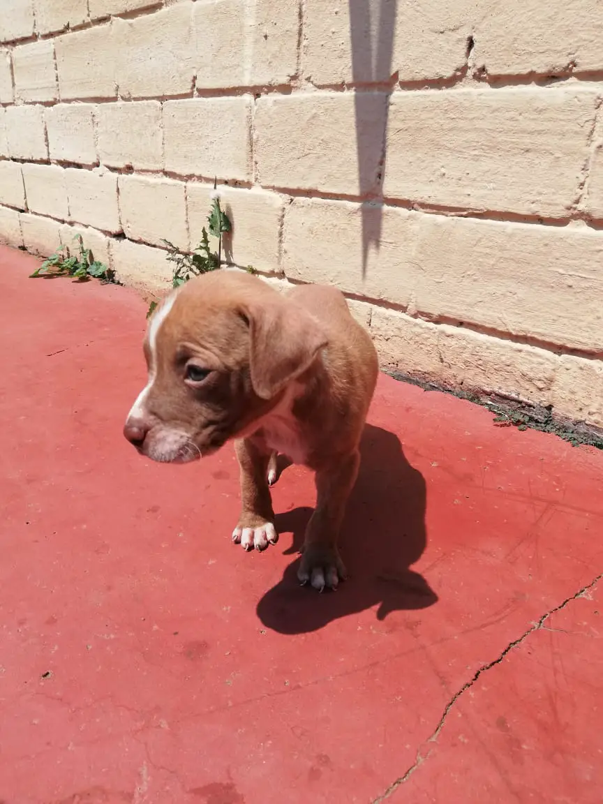 Pitbull Puppies in Johannesburg (24/03/2023)