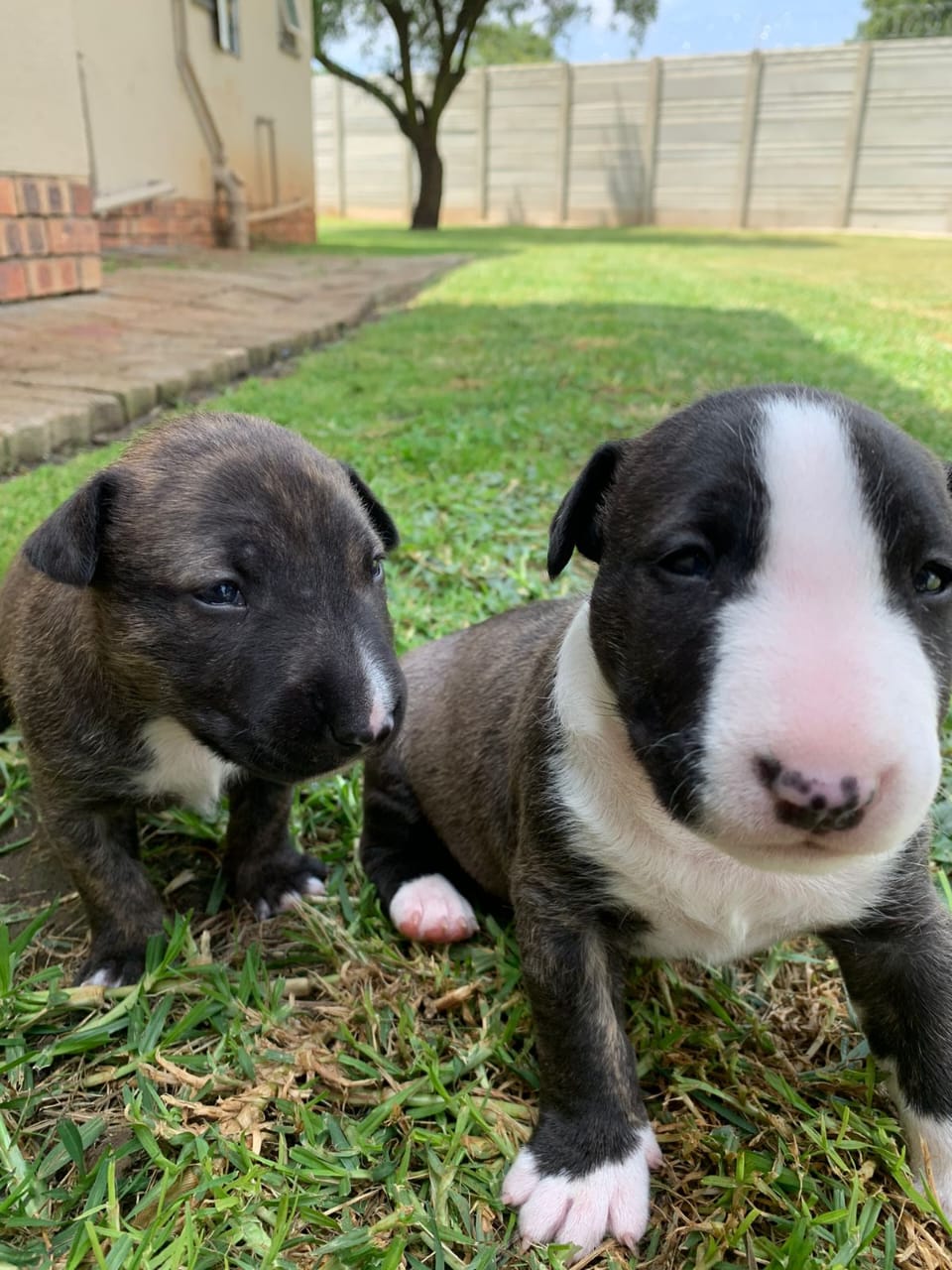 Bull Terrier Puppies in Mpumalanga (30/03/2023)