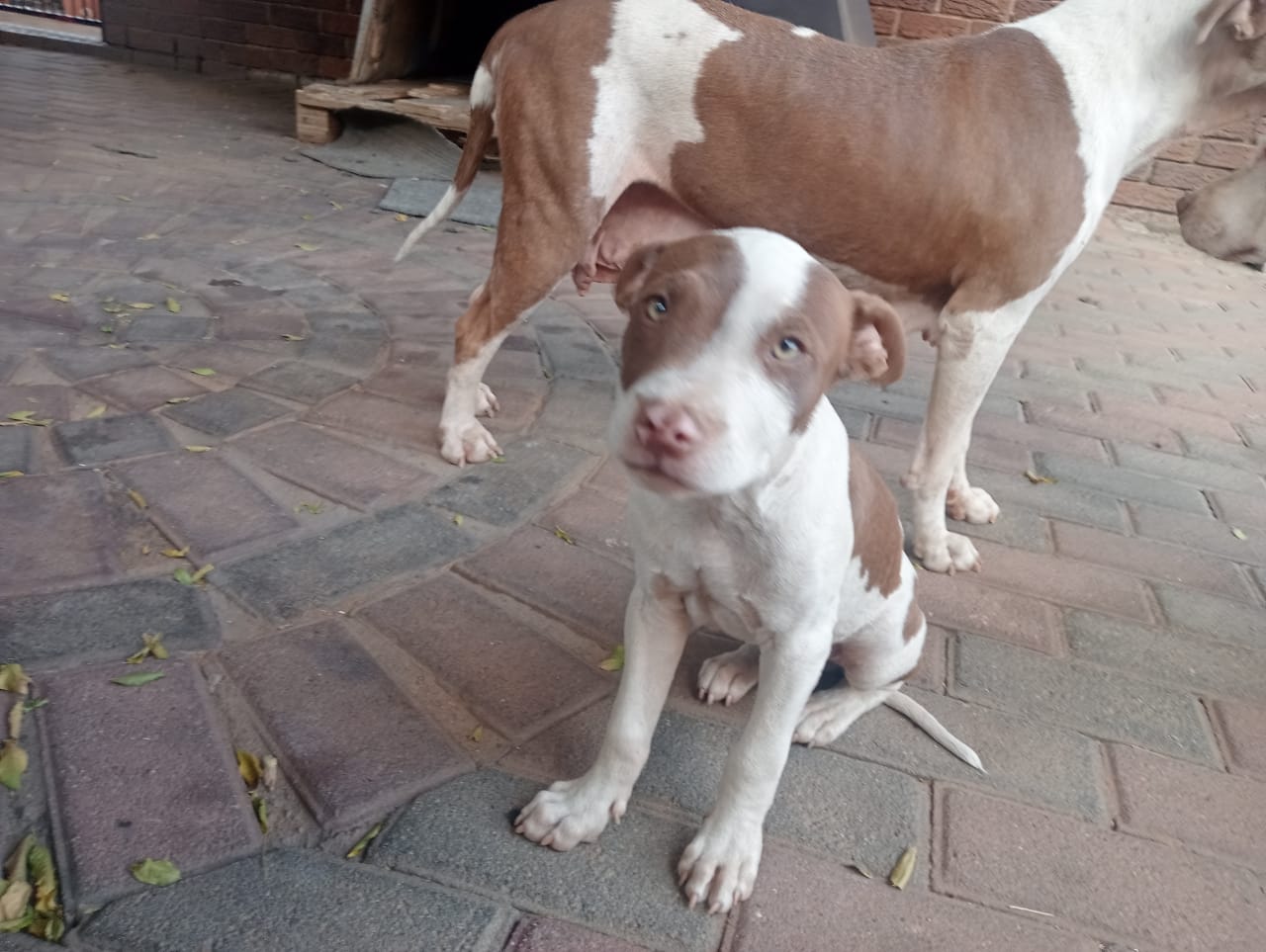 Pitbull Puppies in Johannesburg (29/03/2023)