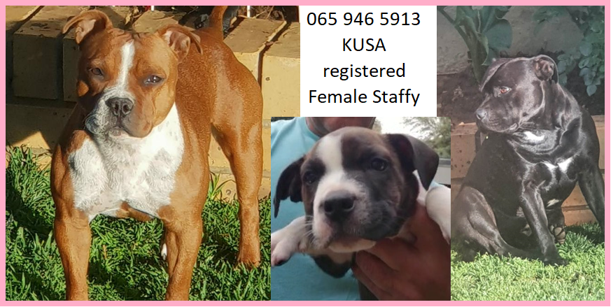 Staffie Puppies in Bloemfontein (28/03/2023)