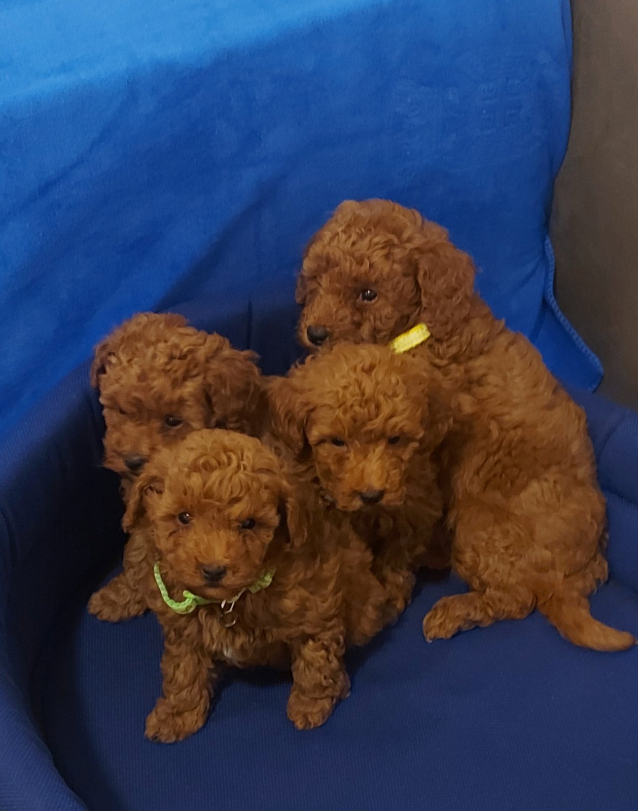 Poodle Puppies in Johannesburg (18/03/2023)