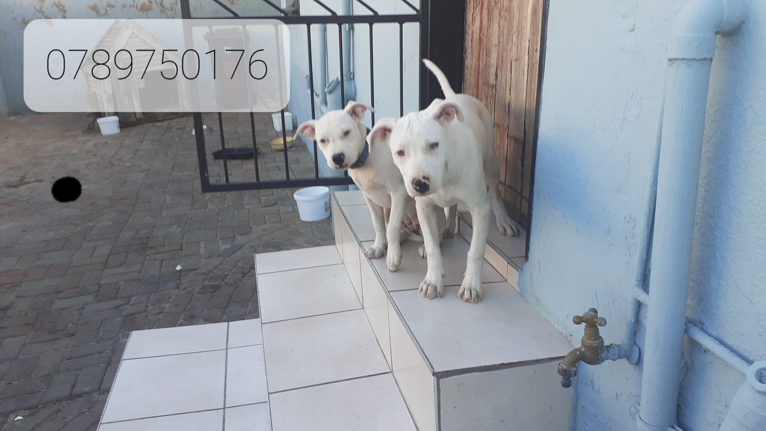 Pitbull Puppies in Johannesburg (02/04/2023)