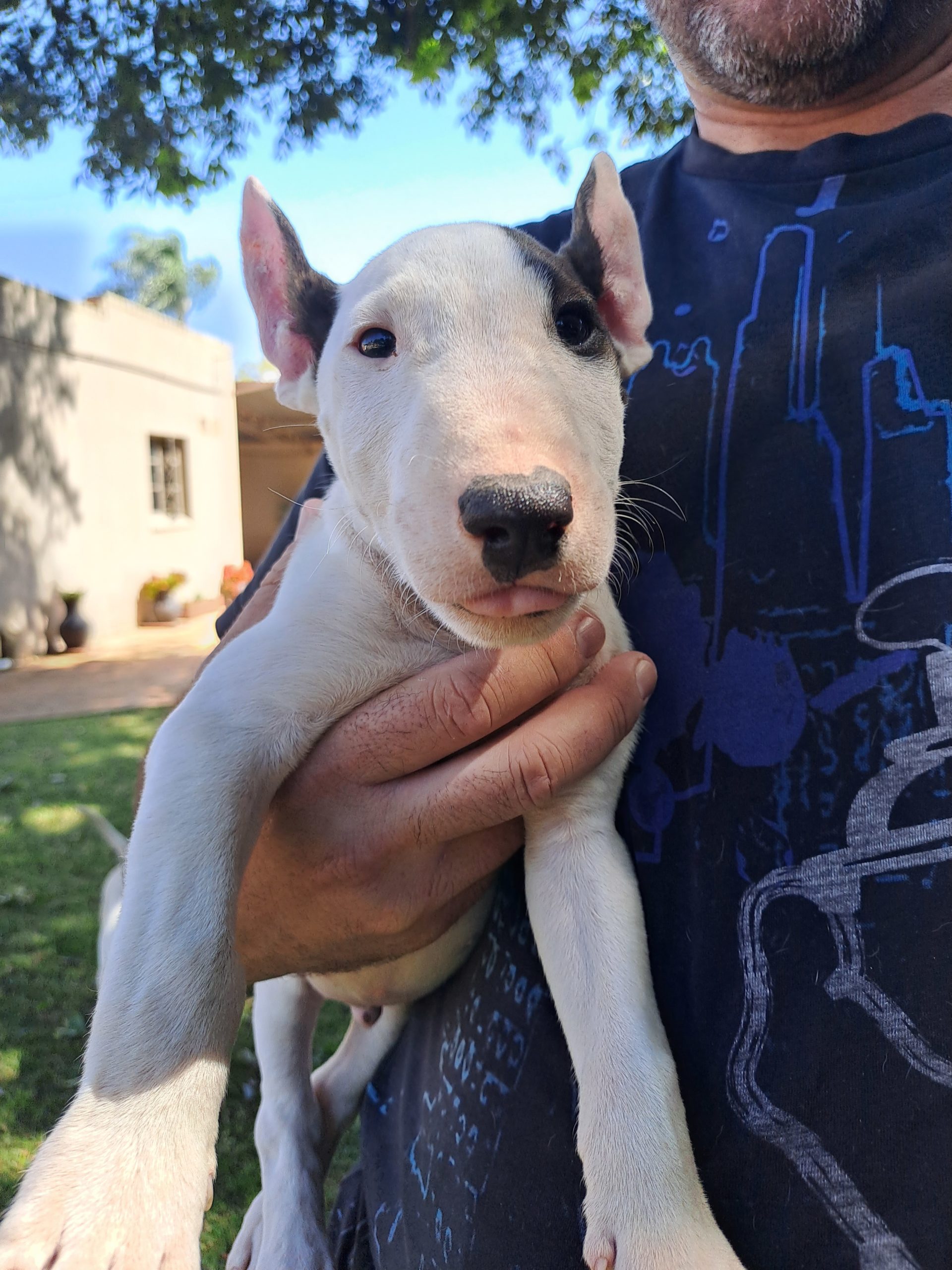 Bull Terrier Puppies in Pretoria (13/04/2023)