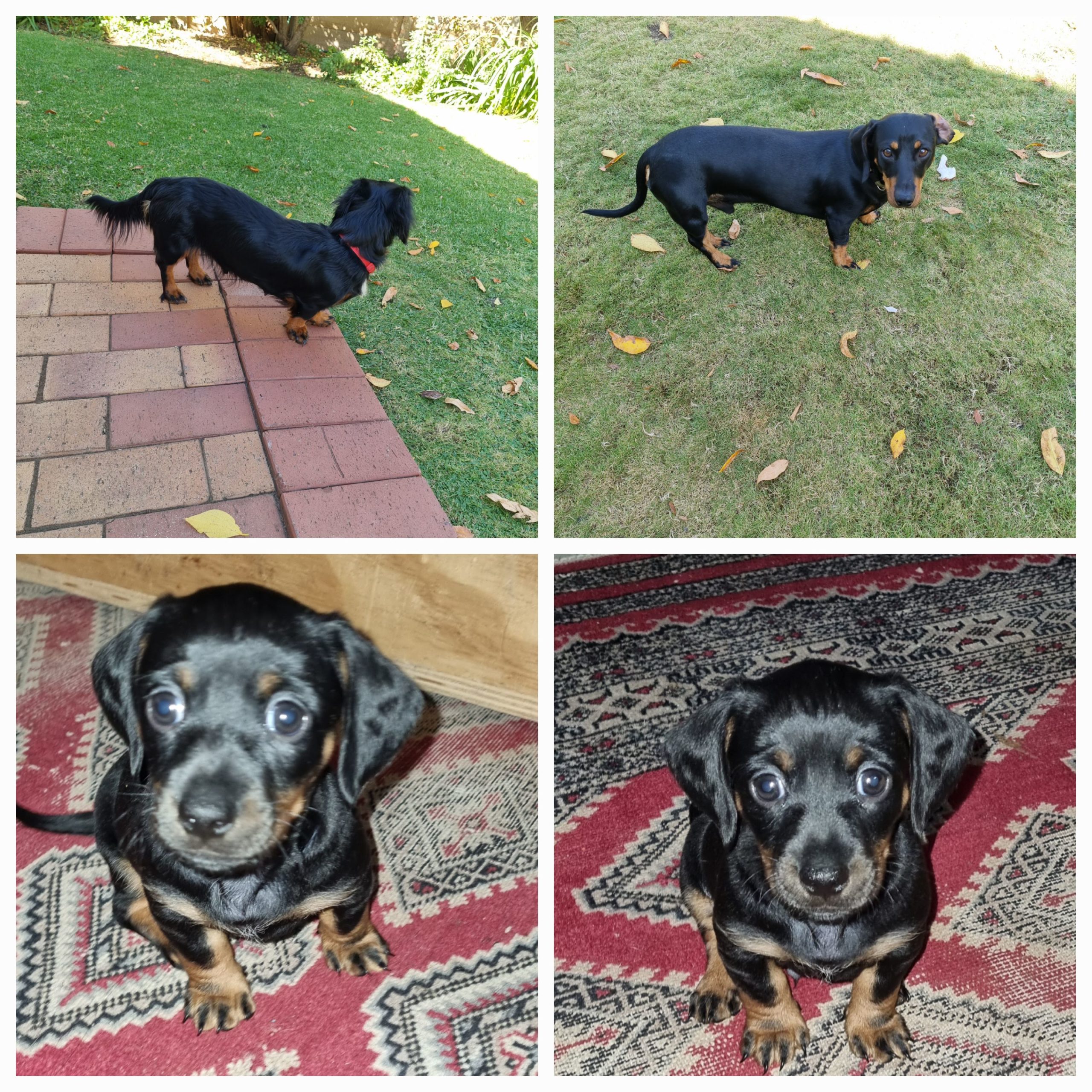 Dachshund Puppies in Bloemfontein (28/04/2023)