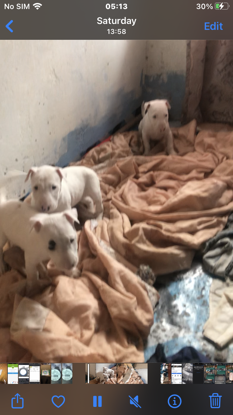 Bull Terrier Puppies in Port Elizabeth (15/04/2023)
