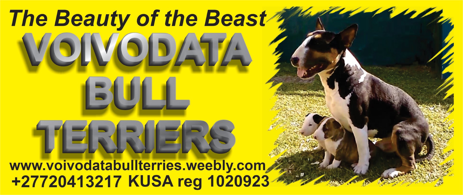 Bull Terrier Puppies in Kwazulu Natal (28/04/2023)