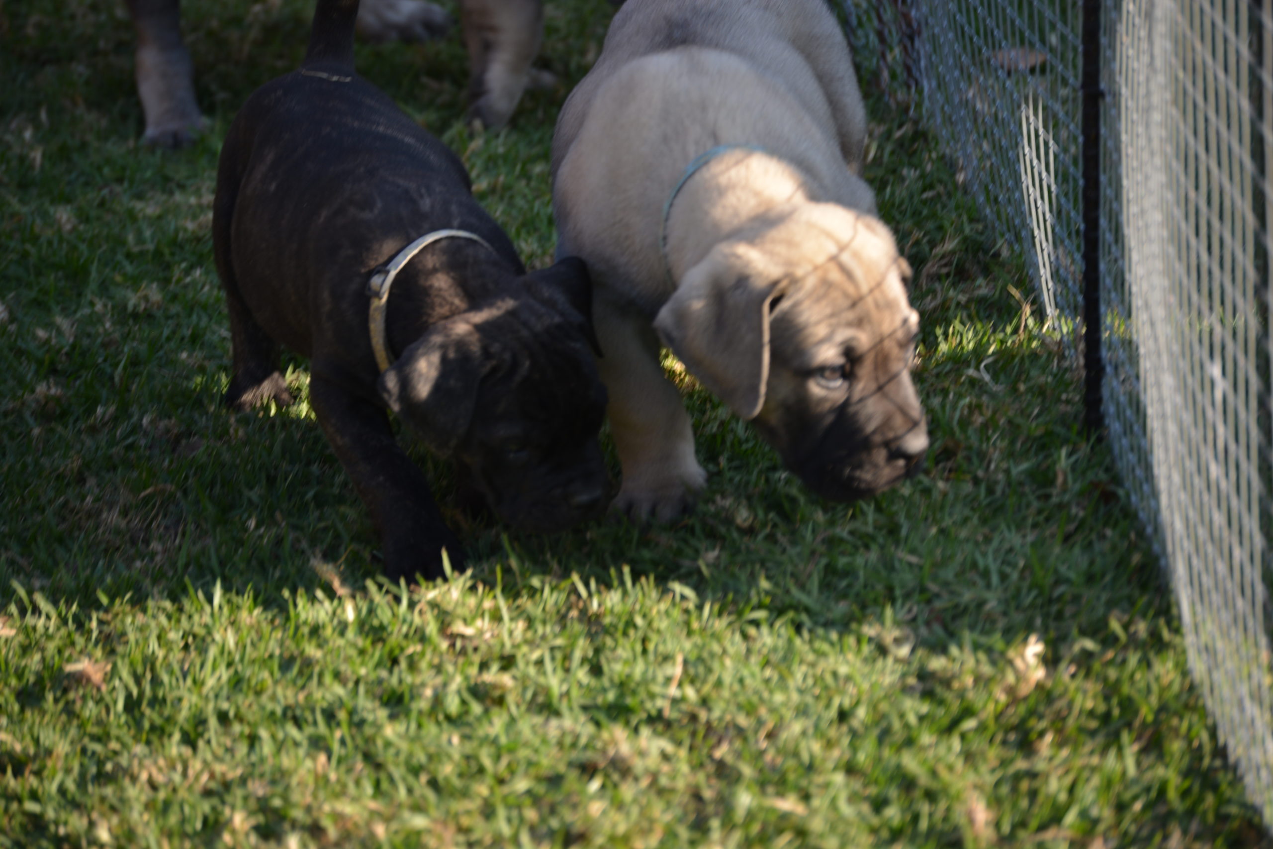 Boerboel Puppies in Vereeniging (17/04/2023)