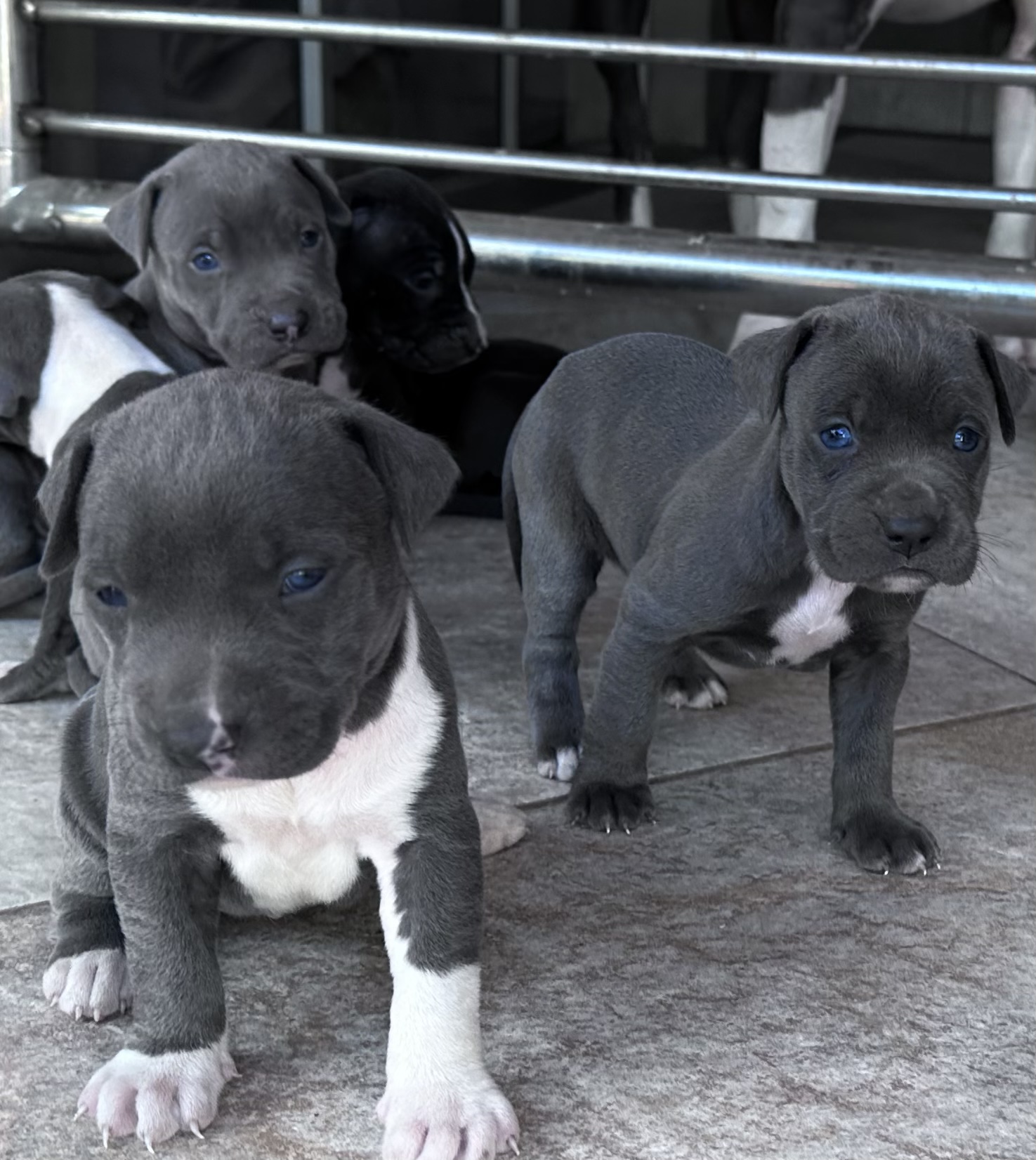 Pitbull Puppies in Kwazulu Natal (19/04/2023)